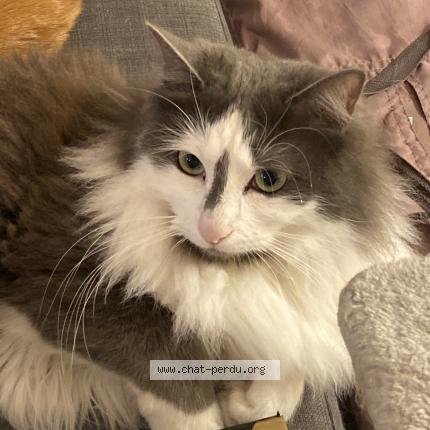 Foto 1/1 Vega Chat perdido en Saint chamas