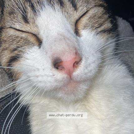 Foto 1/1 Plume Chat perdido en Fresnay sur sarthe