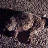 Foto de gato encontrado en Guignen