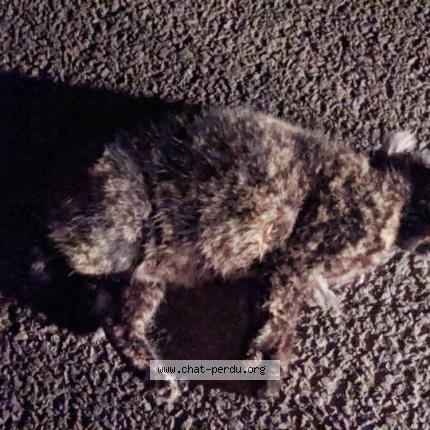 Foto 1/1 Gato encontrado Encontrado en Guignen