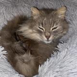 Foto del gato perdido en La Fleche