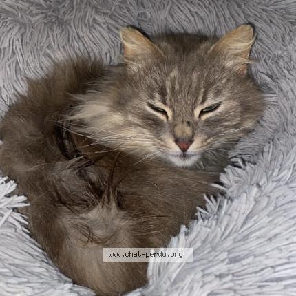 Foto 1/1 Ronron Chat perdido en La fleche