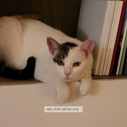 Foto 1/1 Spotty Chat perdido en Aussonne