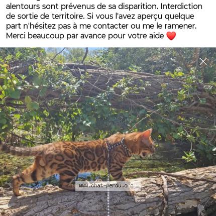 Foto 1/1 Madrid Chat perdido en Narbonne