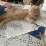 Foto del gato perdido en Laval