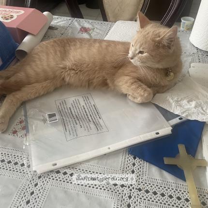 Foto 1/1 Cremasse Chat perdido en Laval