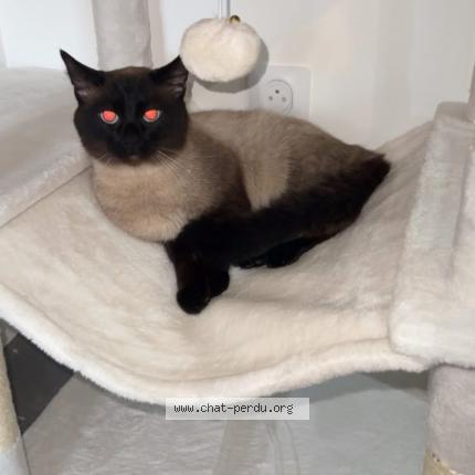 Foto 1/1 Rajah Chat perdido en Morez