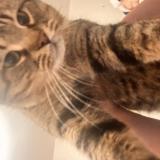 Foto del gato perdido en Saint Leonard