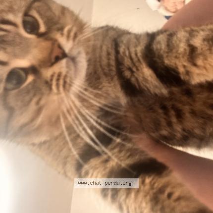 Foto 1/1 Cc Chat perdido en Saint leonard