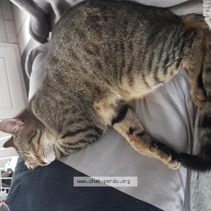 Foto 1/1 Pirate Chat perdido en Biville hague