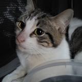 Foto de gato encontrado en Herrin