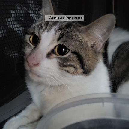 Foto 1/1 Gato encontrado Encontrado en Herrin