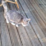 Foto del gato perdido en Besancon