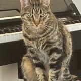 Foto del gato perdido en Eguilles