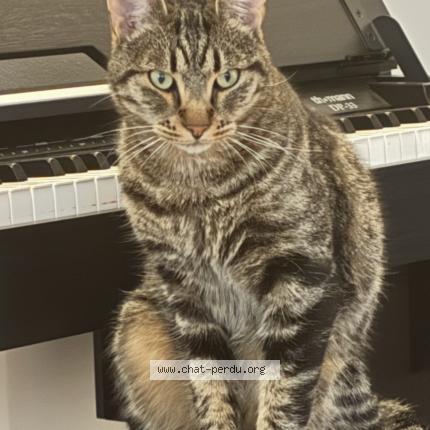 Foto 1/1 Neko Chat perdido en Eguilles