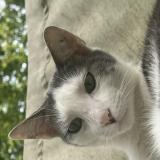 Foto del gato perdido en Lognes