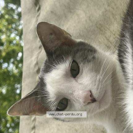 Foto 1/1 Dyson Chat perdido en Lognes