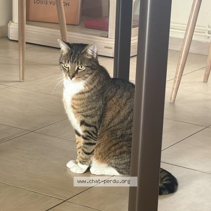 Foto 1/1 Simba Chat perdido en Wambrechies