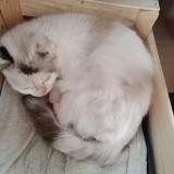 Foto de gato encontrado en Les Chavannes En Maurienne