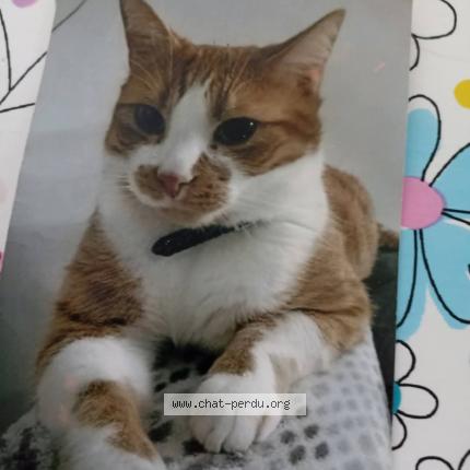 Foto 1/1 Filou Chat perdido en Courrieres