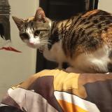 Foto del gato perdido en Les Abrets En Dauphine