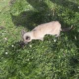 Foto de gato encontrado en Serezin Du Rhone