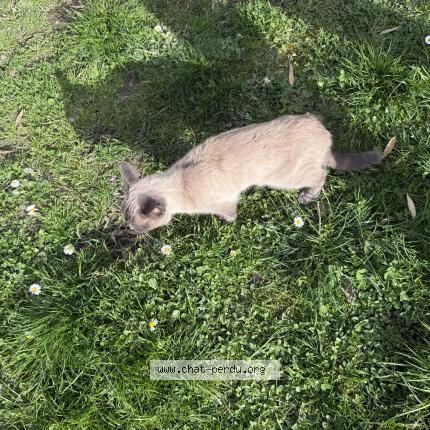 Foto 1/1 Gato encontrado Encontrado en Serezin du rhone