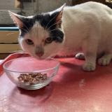 Foto de gato encontrado en Perpignan