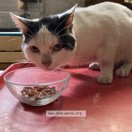 Foto 1/1 Gato encontrado Encontrado en Perpignan