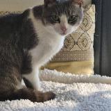 Foto del gato perdido en Challans