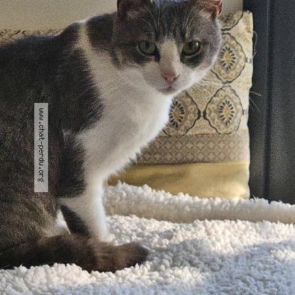 Foto 1/1 Pops Chat perdido en Challans