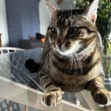 Foto del gato perdido en Tonnay Charente