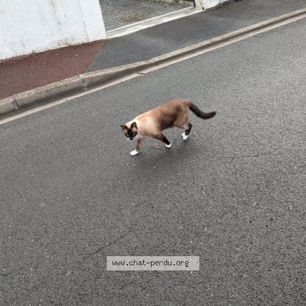 Foto 1/1 Gato encontrado Encontrado en Talence