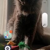 Foto del gato perdido en Valras Plage