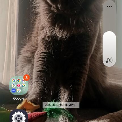 Foto 1/1 Osaka Chat perdido en Valras plage