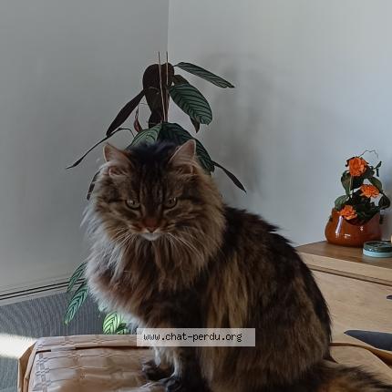 Foto 1/1 Minette Chat perdido en Saint pee sur nivelle