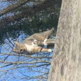 Foto del gato perdido en Villiers Sur Morin