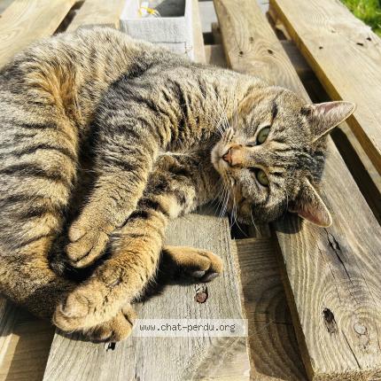 Foto 1/1 Gato encontrado Encontrado en Essars