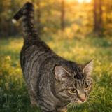 Foto del gato perdido en Voreppe