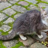 Foto de gato encontrado en Compiegne