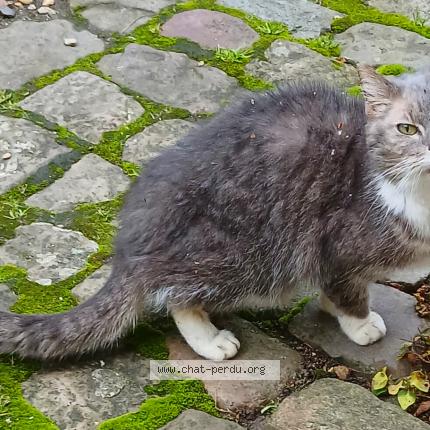 Foto 1/1 Gato encontrado Encontrado en Compiegne