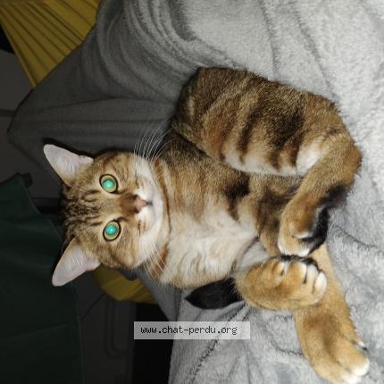 Foto 1/1 Fripouille Chat perdido en La chapelle st mesmin