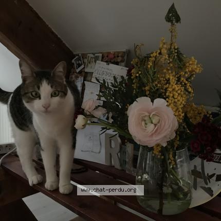 Foto 1/1 Orenda Chat perdido en Besancon