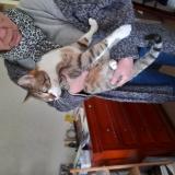 Foto de gato encontrado en Thonon