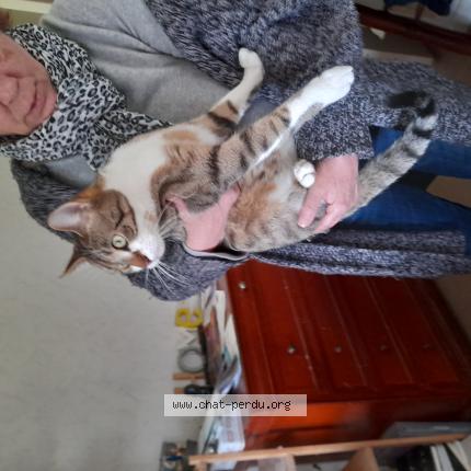 Foto 1/1 Gato encontrado Encontrado en Thonon