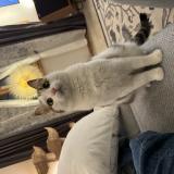 Foto del gato perdido en Chavannes Les Forts