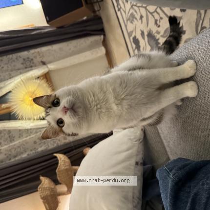 Foto 1/1 Lola Chat perdido en Chavannes les forts