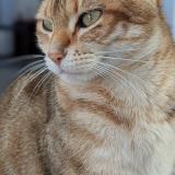 Foto del gato perdido en Cournon D Auvergne