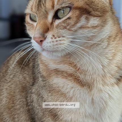 Foto 1/1 Rosie Chat perdido en Cournon d auvergne