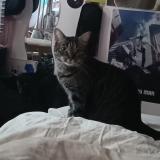 Foto del gato perdido en Marly